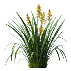 Curculigo orchioides plant with long green blades and yellow flowers on a white background, an Ayurvedic tonic herb.